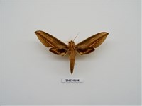 藏品(臺灣的蛾類(二))的圖片